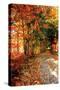 Autumn Pathway-Alan Hausenflock-Stretched Canvas