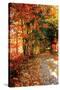 Autumn Pathway-Alan Hausenflock-Stretched Canvas