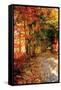 Autumn Pathway-Alan Hausenflock-Framed Stretched Canvas