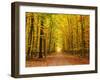 Autumn Pathway-sborisov-Framed Photographic Print