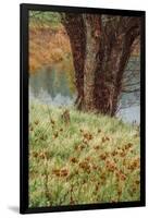Autumn Pond Detail, Calistoga Napa Valley-null-Framed Photographic Print