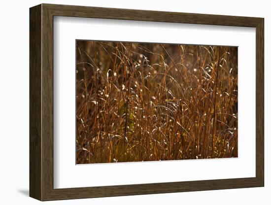 Autumn Prairie-Steve Gadomski-Framed Photographic Print