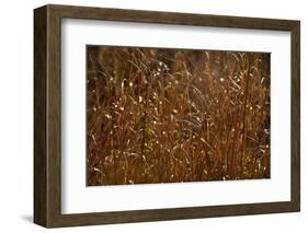 Autumn Prairie-Steve Gadomski-Framed Photographic Print