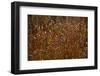 Autumn Prairie-Steve Gadomski-Framed Photographic Print