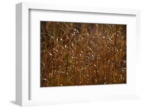 Autumn Prairie-Steve Gadomski-Framed Photographic Print