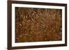 Autumn Prairie-Steve Gadomski-Framed Photographic Print