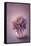 Autumn Purple Flower in a Vase-egal-Framed Stretched Canvas