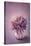 Autumn Purple Flower in a Vase-egal-Stretched Canvas