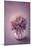 Autumn Purple Flower in a Vase-egal-Mounted Art Print