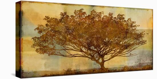 Autumn Radiance Sepia-Mark Chandon-Stretched Canvas