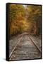 Autumn Railroad Tracks, White Mountain, New Hampshire-Vincent James-Framed Stretched Canvas