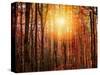Autumn rays-Marco Carmassi-Stretched Canvas