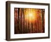 Autumn rays-Marco Carmassi-Framed Photographic Print