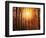 Autumn rays-Marco Carmassi-Framed Photographic Print