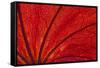 Autumn red leaf design backlit-Darrell Gulin-Framed Stretched Canvas