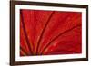 Autumn red leaf design backlit-Darrell Gulin-Framed Photographic Print