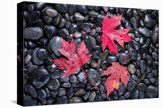 Autumn Red Maple Leaves-Steve Gadomski-Stretched Canvas