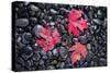 Autumn Red Maple Leaves-Steve Gadomski-Stretched Canvas