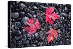 Autumn Red Maple Leaves-Steve Gadomski-Stretched Canvas