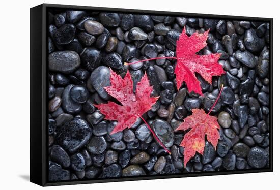 Autumn Red Maple Leaves-Steve Gadomski-Framed Stretched Canvas