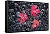 Autumn Red Maple Leaves-Steve Gadomski-Framed Stretched Canvas