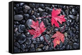 Autumn Red Maple Leaves-Steve Gadomski-Framed Stretched Canvas