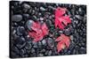 Autumn Red Maple Leaves-Steve Gadomski-Stretched Canvas