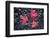 Autumn Red Maple Leaves-Steve Gadomski-Framed Photographic Print