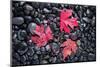 Autumn Red Maple Leaves-Steve Gadomski-Mounted Photographic Print