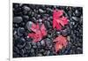 Autumn Red Maple Leaves-Steve Gadomski-Framed Photographic Print