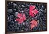 Autumn Red Maple Leaves-Steve Gadomski-Framed Photographic Print