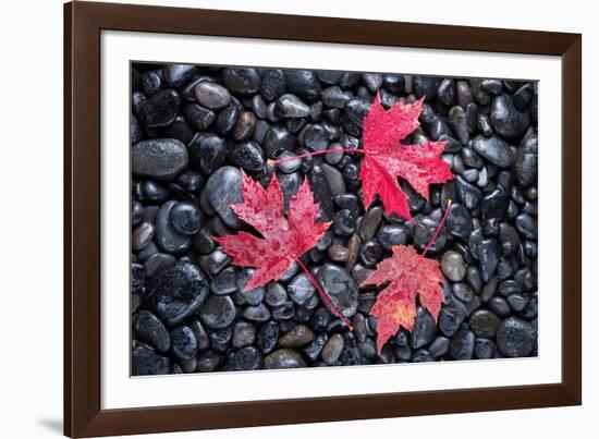 Autumn Red Maple Leaves-Steve Gadomski-Framed Photographic Print