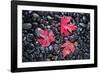 Autumn Red Maple Leaves-Steve Gadomski-Framed Photographic Print