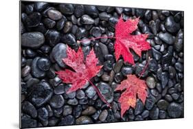 Autumn Red Maple Leaves-Steve Gadomski-Mounted Photographic Print