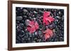 Autumn Red Maple Leaves-Steve Gadomski-Framed Photographic Print