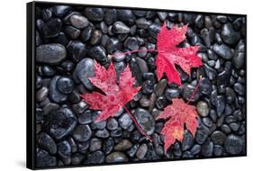 Autumn Red Maple Leaves-Steve Gadomski-Framed Stretched Canvas