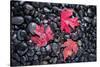 Autumn Red Maple Leaves-Steve Gadomski-Stretched Canvas