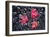 Autumn Red Maple Leaves-Steve Gadomski-Framed Photographic Print