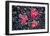 Autumn Red Maple Leaves-Steve Gadomski-Framed Photographic Print