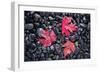 Autumn Red Maple Leaves-Steve Gadomski-Framed Photographic Print