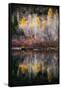 Autumn Reflection-Ursula Abresch-Framed Stretched Canvas