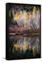 Autumn Reflection-Ursula Abresch-Framed Stretched Canvas