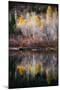 Autumn Reflection-Ursula Abresch-Mounted Photographic Print