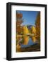 Autumn reflections in Kellands Pond, near Twizel, South Canterbury, South Island, New Zealand-David Wall-Framed Photographic Print