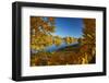 Autumn reflections in Kellands Pond, South Canterbury, South Island, New Zealand-David Wall-Framed Photographic Print