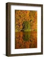 Autumn reflections in Kellands Pond, South Canterbury, South Island, New Zealand-David Wall-Framed Photographic Print
