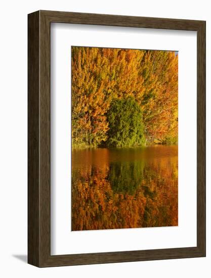 Autumn reflections in Kellands Pond, South Canterbury, South Island, New Zealand-David Wall-Framed Photographic Print