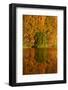 Autumn reflections in Kellands Pond, South Canterbury, South Island, New Zealand-David Wall-Framed Photographic Print