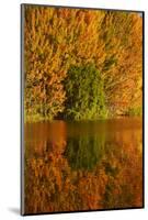 Autumn reflections in Kellands Pond, South Canterbury, South Island, New Zealand-David Wall-Mounted Photographic Print