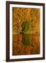 Autumn reflections in Kellands Pond, South Canterbury, South Island, New Zealand-David Wall-Framed Photographic Print